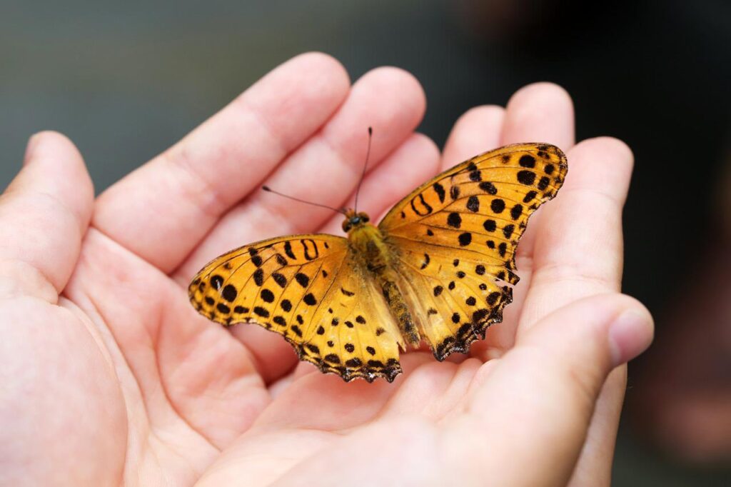 butterfly, insects, hand-4396444.jpg