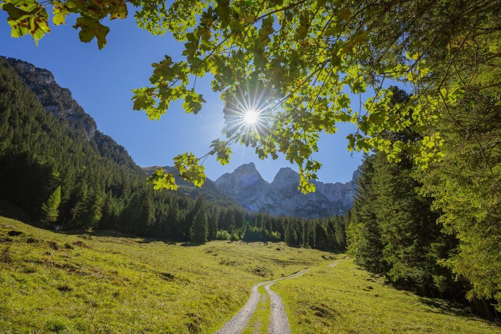 mountains, grassland, forest-7523865.jpg